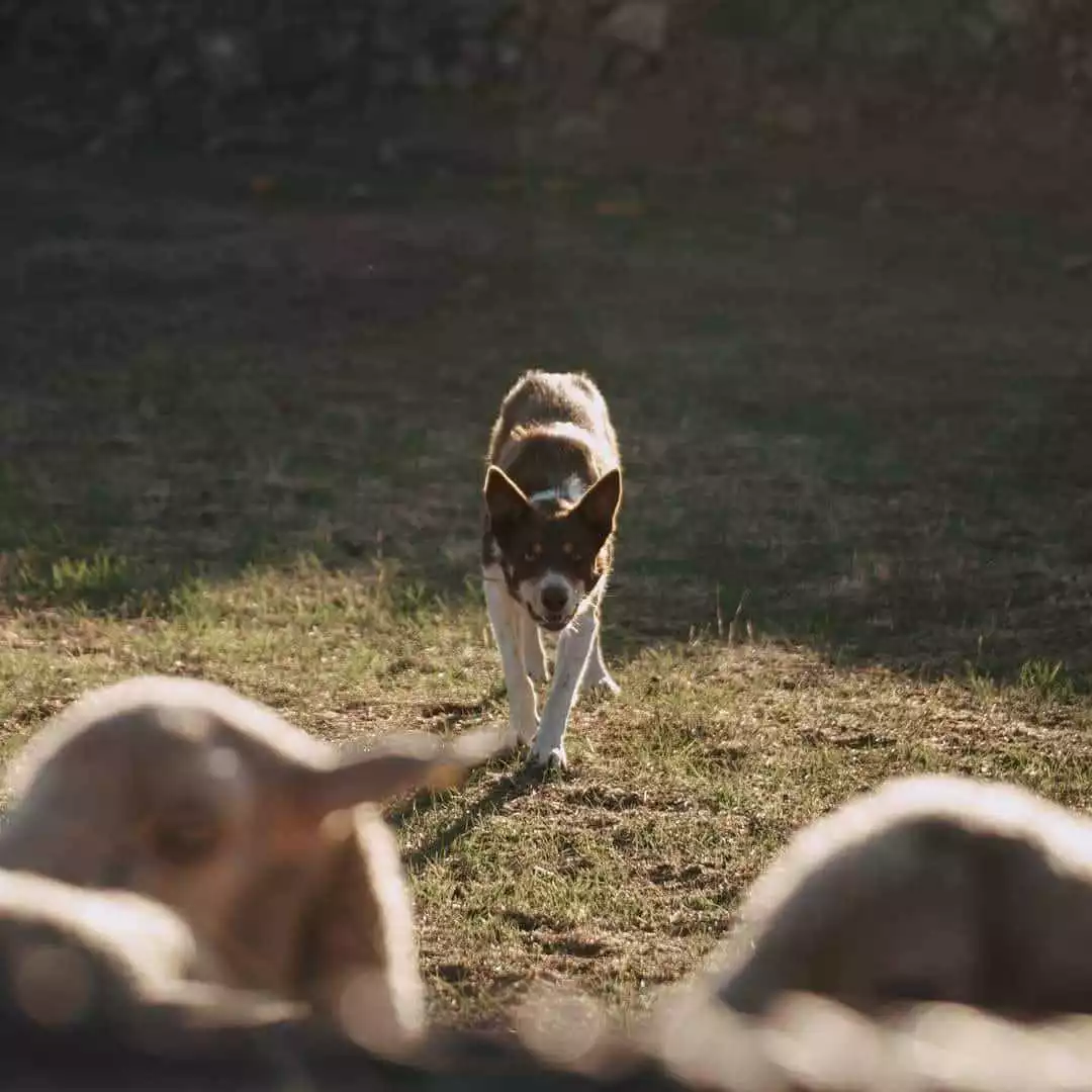 Border Collie Marrón