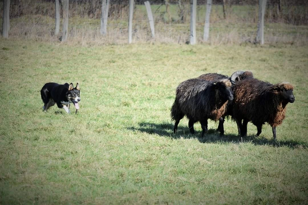 Border Collie enfrentado oveja