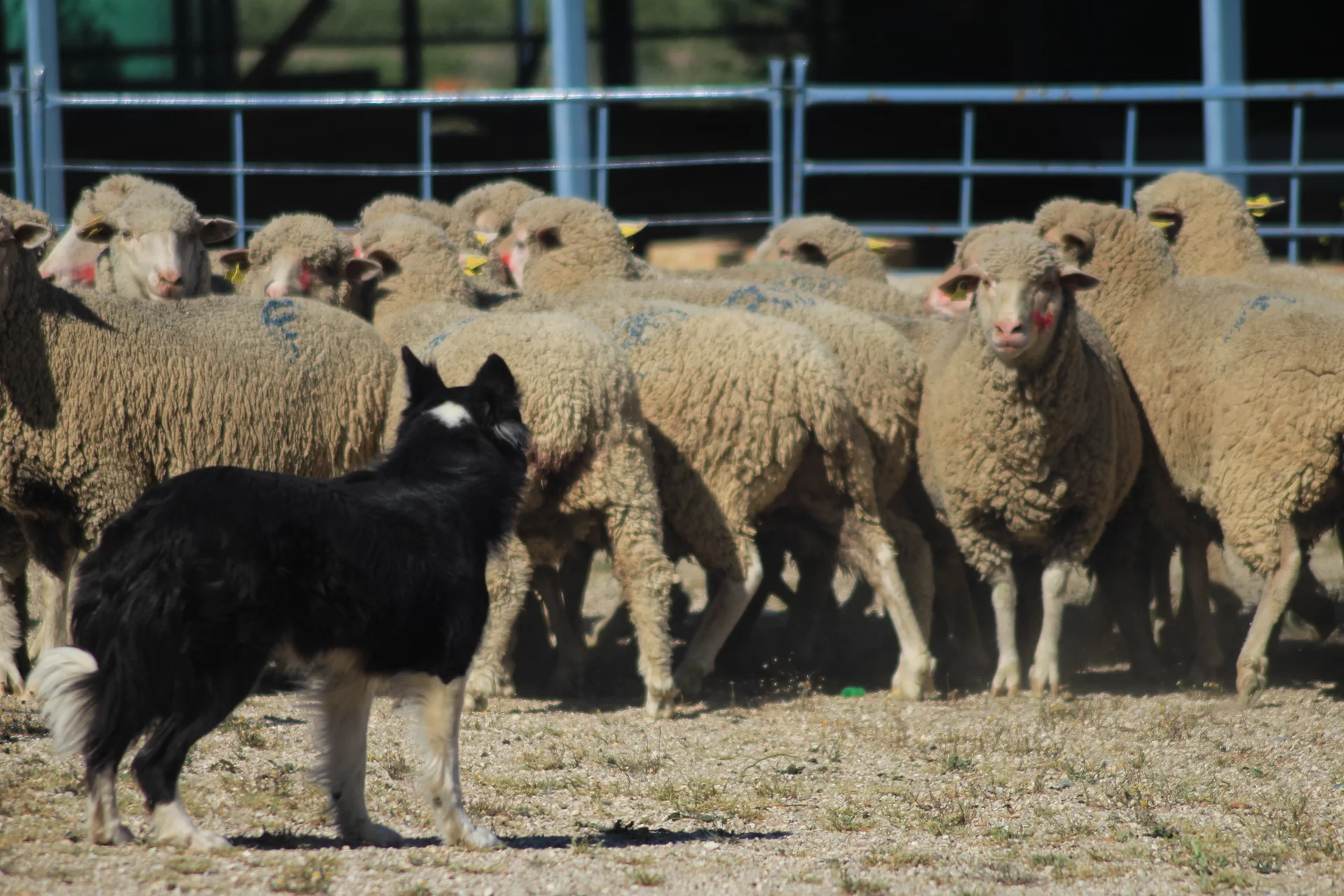 Border Collie con ovejas
