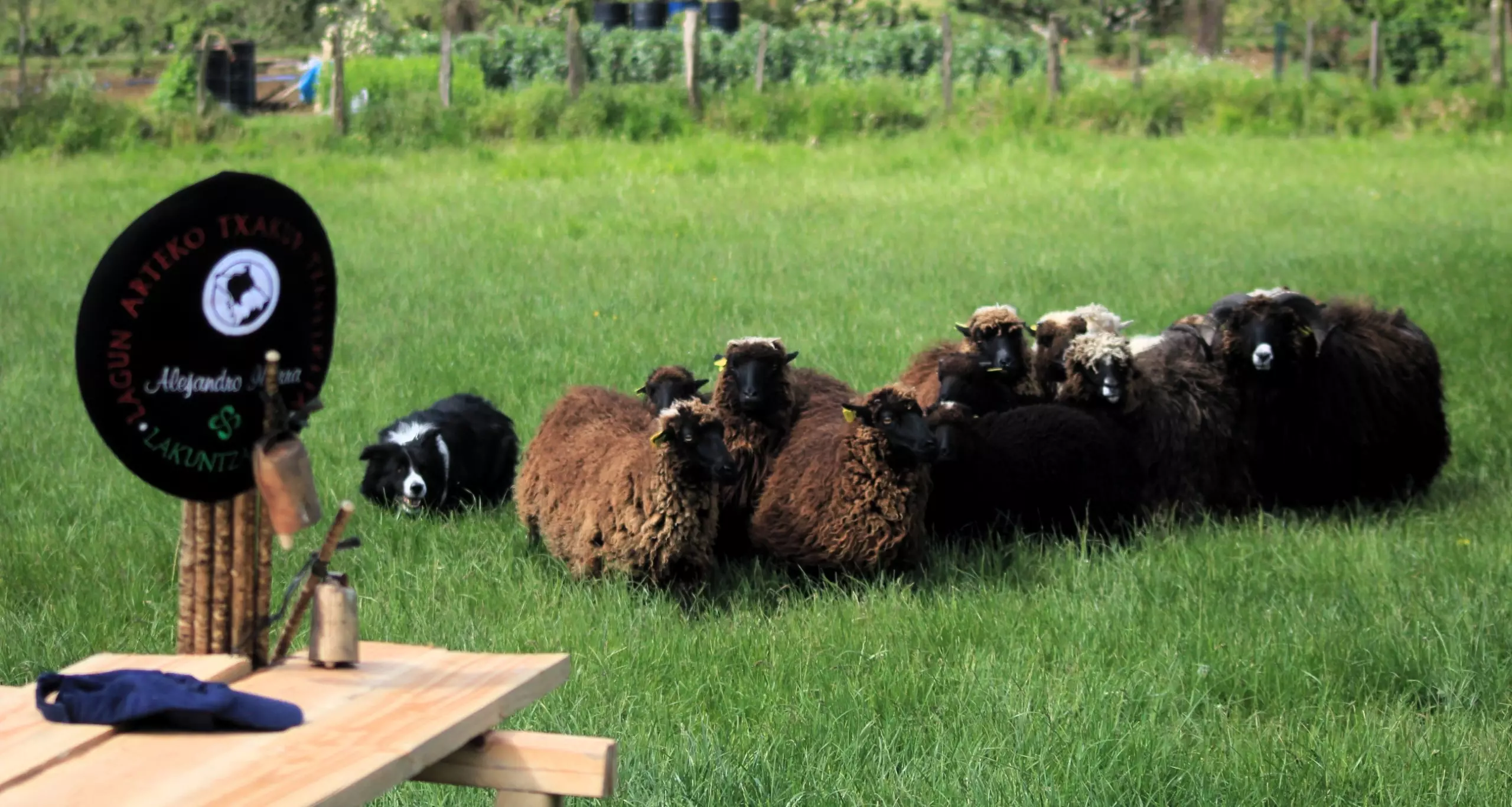Border Collie en el agua