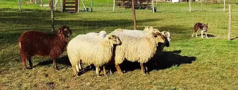 Border Collie enfrentado oveja