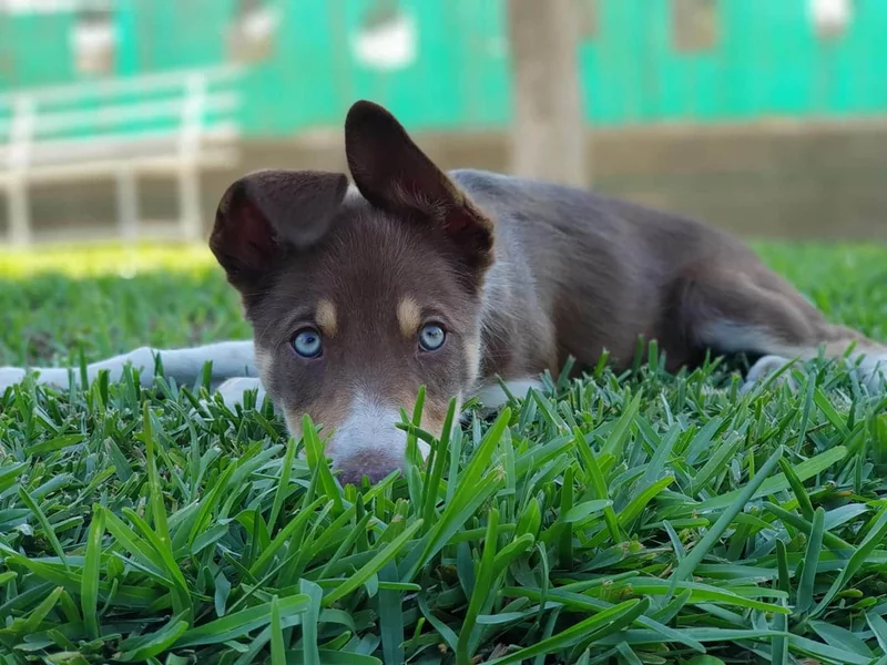Border Collie en el agua