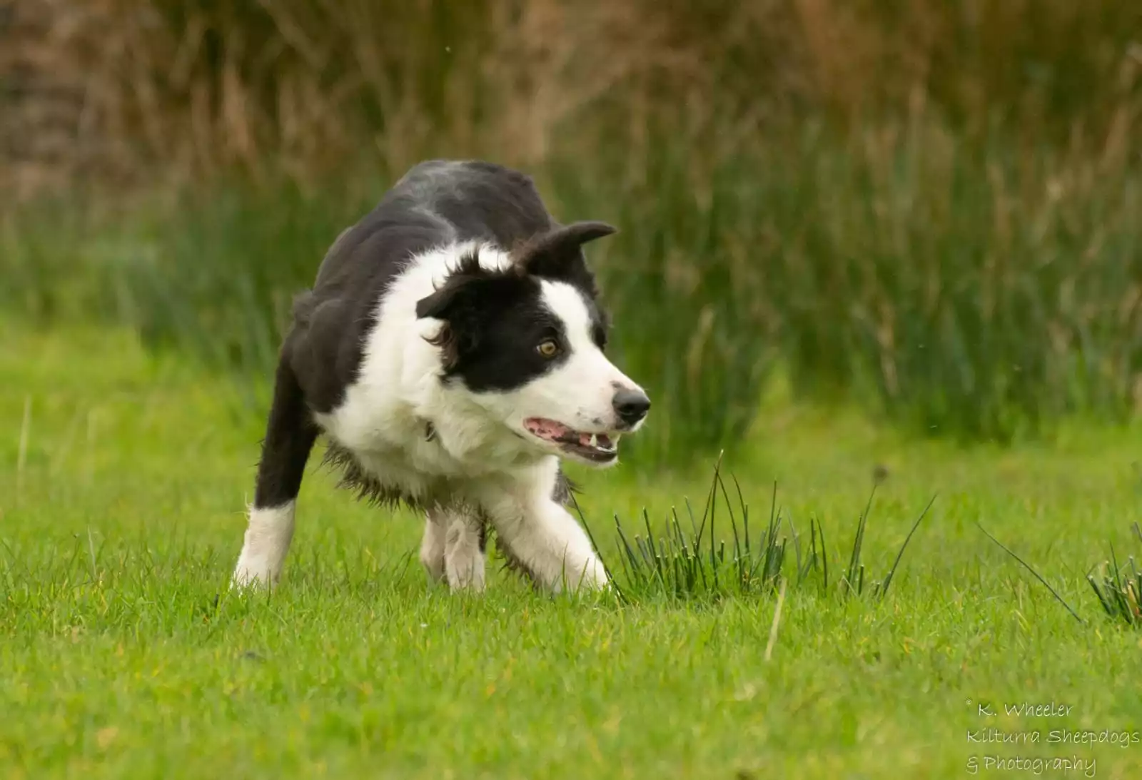 Border Collie trabajando con ovejas