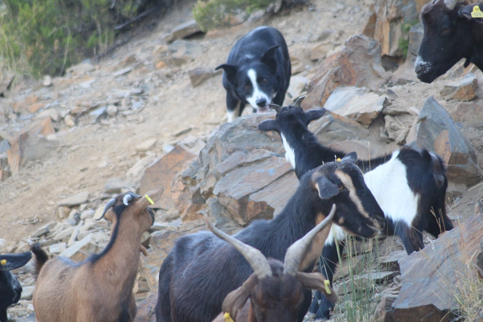 Border Collie corriendo