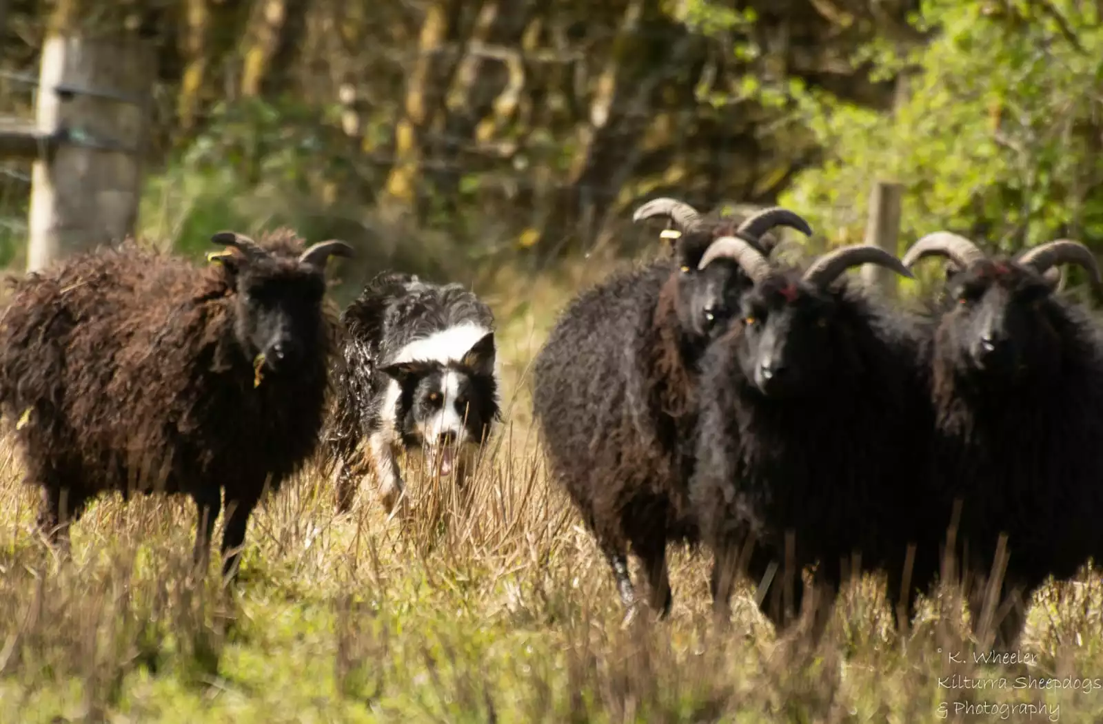 Border Collie con ovejas